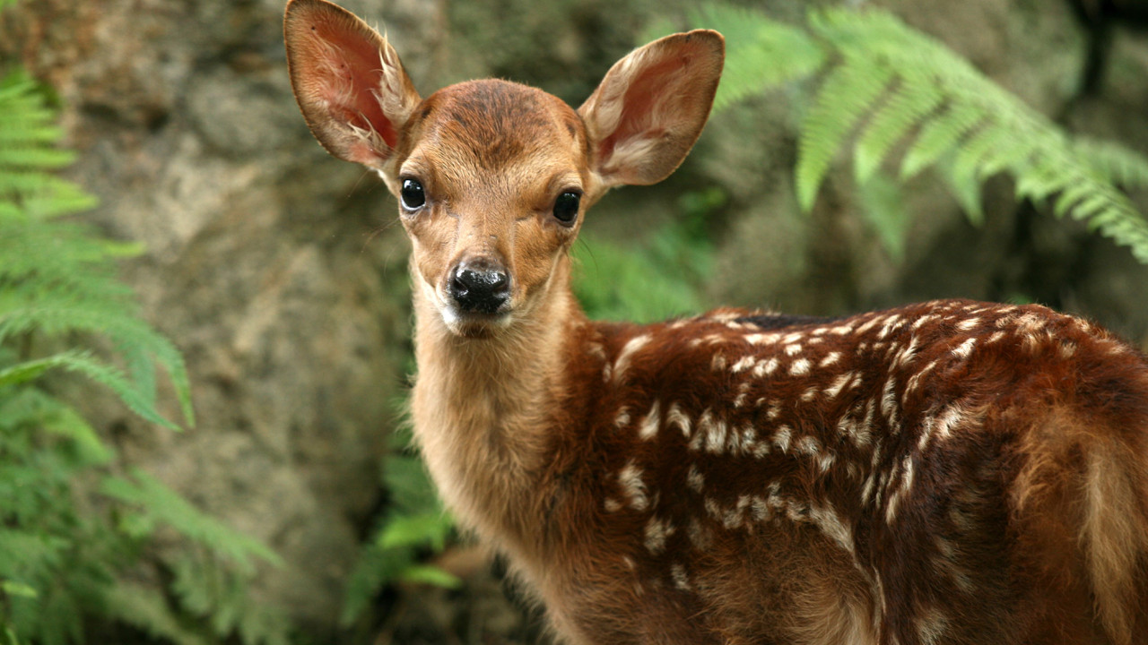 Bambi, ilustracja do artykułu
