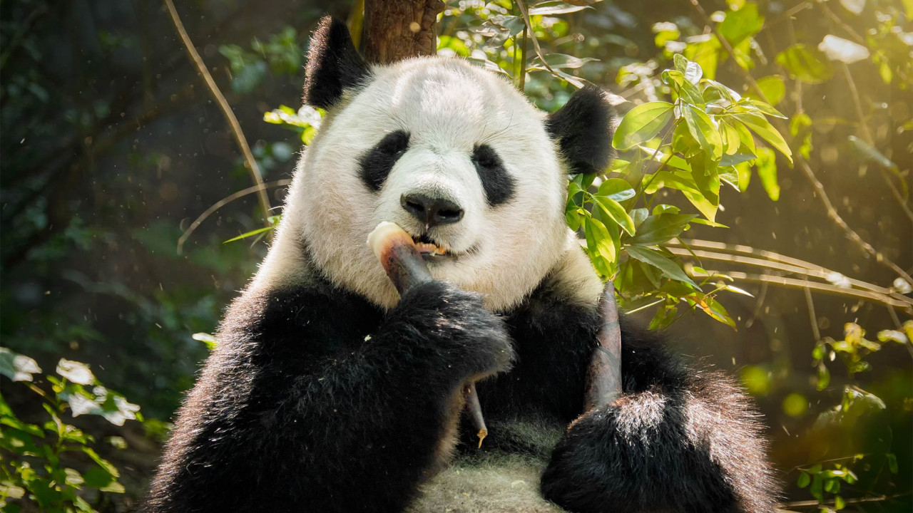 Panda duża, ilustracja do artykułu o słodkich zwierzakach