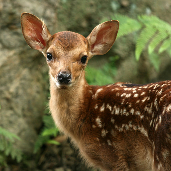 Bambi, ilustracja do artykułu