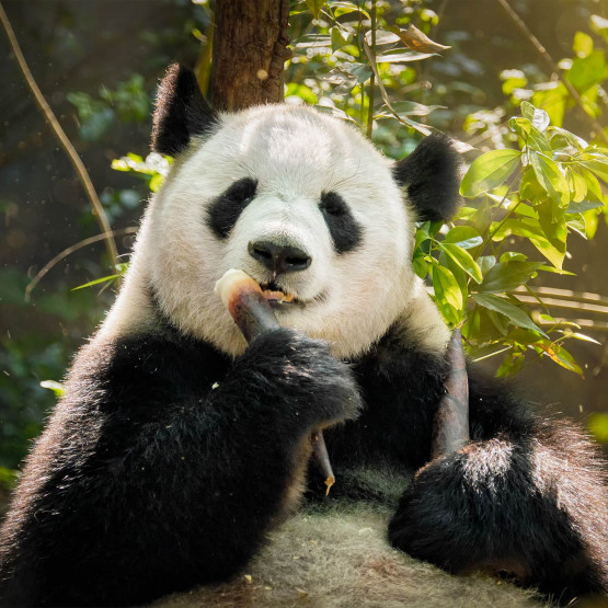 Panda duża, ilustracja do artykułu o słodkich zwierzakach